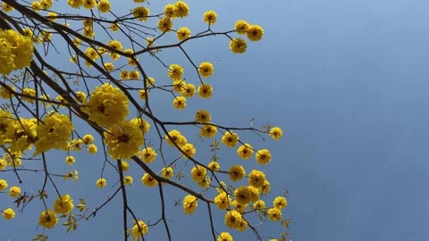 Low angle view of yellow flowers of Tabebuia chrysantha in bloom Stock Footage 330180233