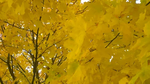 Low angle view of yellow maple leaves slowly moving with gentle wind on Stock Footage 289753905