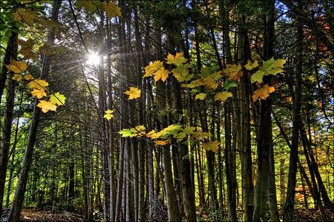 Low angle view of the yellow maple tree leaves in the forest in autumn Stock Photos