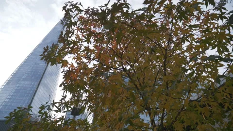 A low angle view of a yellow tree in front of a high raise building. Stock Footage 143514724