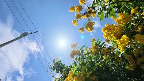 Low Angle View of Yellow Trumpet Flowers and Street Lamp Under Sunny Sky Vídeos de archivo 345620456