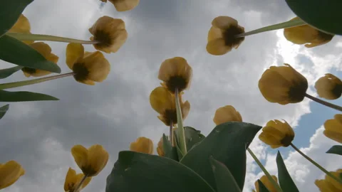 Low Angle View of Yellow Tulips Against Overcast Gray Sky Stock Footage 333517188