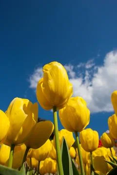 Low Angle View of Yellow Tulips Against Blue Sky Stock-Fotos