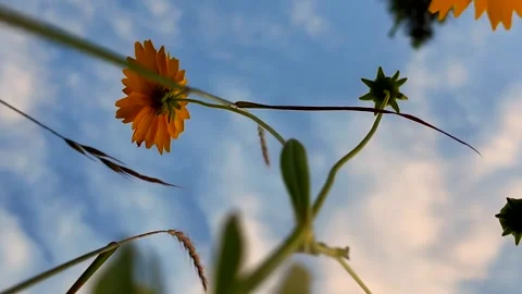 Low angle view of yellow wildflower swaying gently above camera against blue Stock Footage 341489731