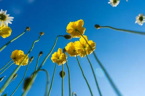 Low angle view of yellow wildflowers against a vivid blue summer sky Foto stock