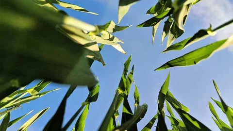 Low Angle View of Young Green Cereal Crops Under Bright Summer Sky Stock Footage 334736663