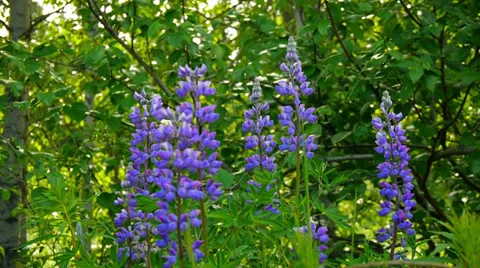 Low Angle Violet Flowers Sway in Wind 2 Stock Footage 37394637