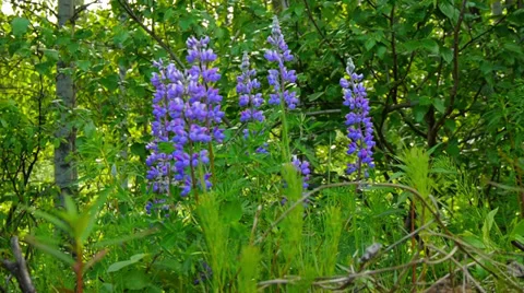 Low Angle Violet Flowers Sway in Wind Stock Footage 37396015