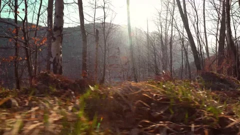 Low angle walk on sunny day Stock-Footage 151476601