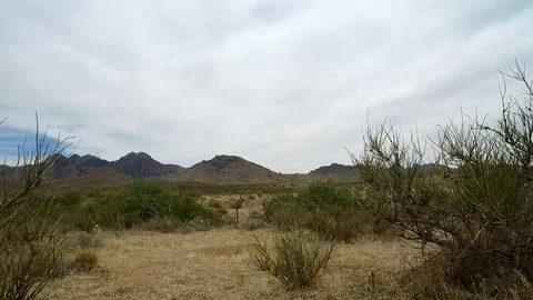Low Angle Walk Through Desert Vegetation Stock Footage 76003802
