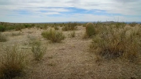 Low Angle Walk Through Desert Vegetation Slow Motion Stock Footage 76003828