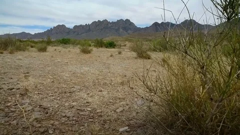 Low Angle Walk Through Desert Vegetation Mountain View Stock Footage 76003831