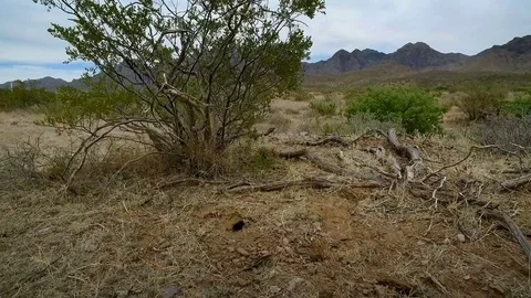 Low Angle Walk Through Desert Vegetation Toward Mountain Stock Footage 76003836