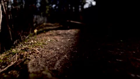 Low angle walk in the woods. Stock-Footage 152880470