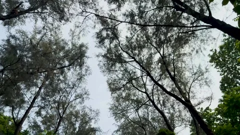 Low angle walking shot looking up at tall pine tree canopies against an ove.. Video stock 337583102