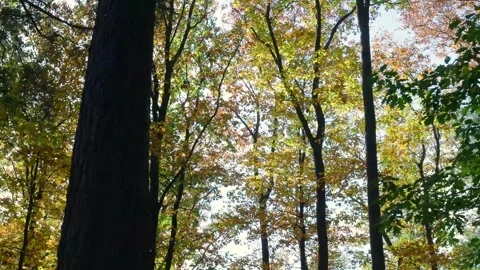 Low angle walking shot through an autumnal forest canopy Stock Footage 320813008
