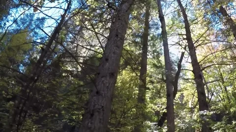 Low Angle Walking - Sun Through Pine Trees- Sedona West Fork Hiking Trail Stockbeeldmateriaal 312342223
