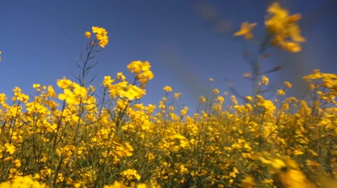 Low angle, walking through canola field on summer day. Stock Footage 55657960