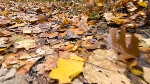 Low angle walking through fall leaves Vídeos de archivo 166009018