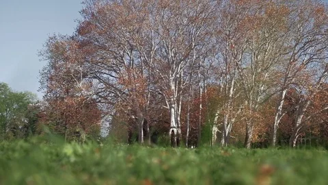 Low angle walking through green grass at a park with tall plane trees. Stock Footage 119402355