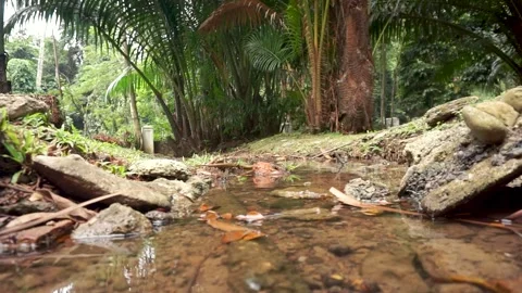 Low angle of a water stream in a forest with palm trees in the background Stock Footage 272910266