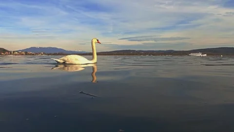 Low-angle water surface pov of swan swimming on lake maggiore with angera ca... Stock Footage 279858399