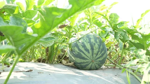 Low Angle Watermelon Blossom End Framed By Foreground Leaves Видео 333372645