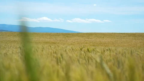 Low angle of wheat field dancing in the sun and breeze Stock Footage 313066647