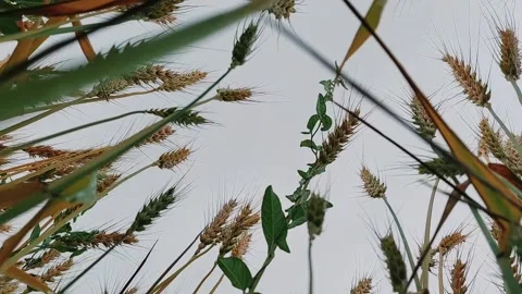 Low Angle Wheat Field View Highlighting Cinematic Agricultural Growth Stock Footage 333493583