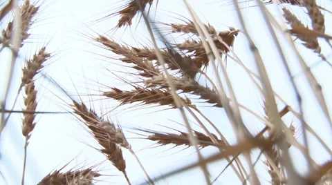 Low Angle of Wheat Stock Footage 35582982