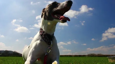 Low angle of whippet dog panting, summer Stock Footage 48976038