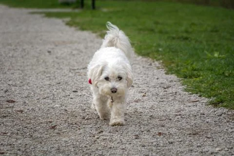 Low angle white cute Maltese dog walk on gravel macadam road Stock Photos