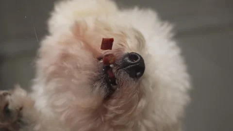 Low Angle White Toy Poodle Eat Dry Food kibble on Glass Table from Below 動画素材 335282694