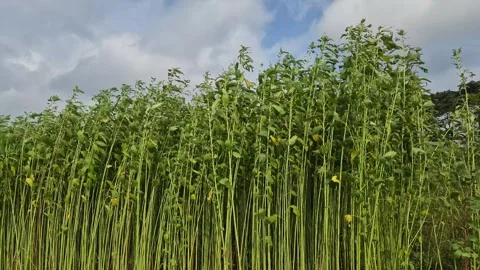 Low Angle Wide Of Mature Green Jute Plants Swaying In Wind Under Cloudy Sky Stock Footage 341474807