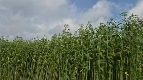 Low Angle Wide Of Mature Green Jute Plants Swaying In Wind Under Cloudy Sky Stock Footage 341534664