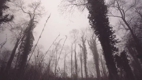 Low angle wide pan shot of misty woods Stock Footage 139965109