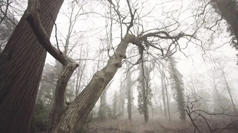 Low angle wide pan shot of misty woods 2 Stock Footage 139965338