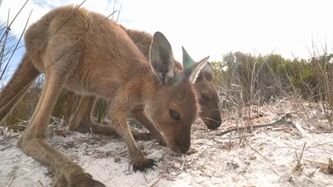 Low angle wide shot of cute joey Kangaroo looking for tasty shoots of grass on t Stock-Footage 115435952