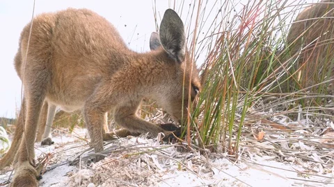Low angle wide shot of cute joey Kangaroo looking for tasty shoots of grass on t Vídeo Stock 115436486