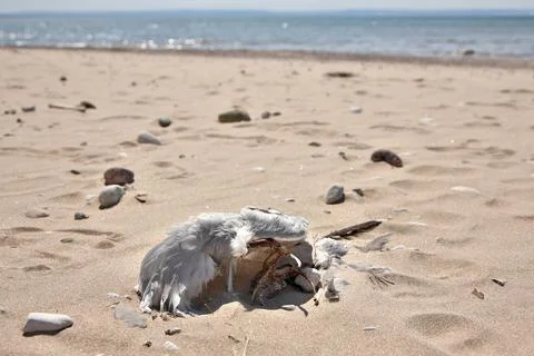 Low Angle Wide Shot of Dead Partially Decomposed or Eaten Seagull on the Beach Stock Photos