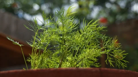 Low Angle Wide Shot of Dill Plant in Pot Against Garden Fence and Blue Sky Video stock 337560021
