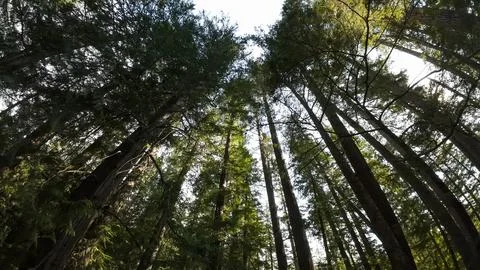 Low angle wide shot looking up at tall ancient forest trees in the woods Foto stock