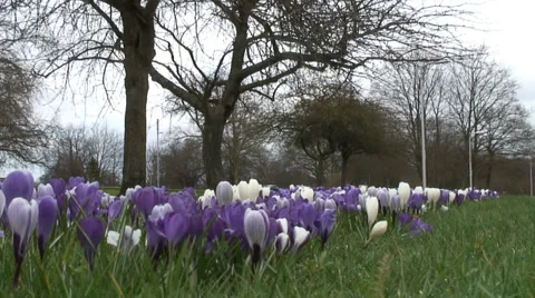 Low angle wide shot mass of purple &amp; white Crocus-05 Stock Footage 35859394