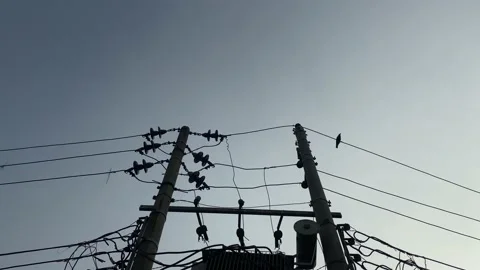 Low Angle Wide Shot Silhouette of Power Lines against a clear sky. Bird Stock Footage 169018782