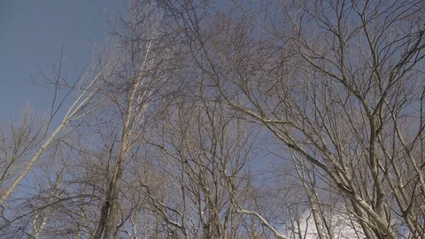 Low angle wide shot of tall trees in a park during winter. 4K UHD. Stock Footage 71000485