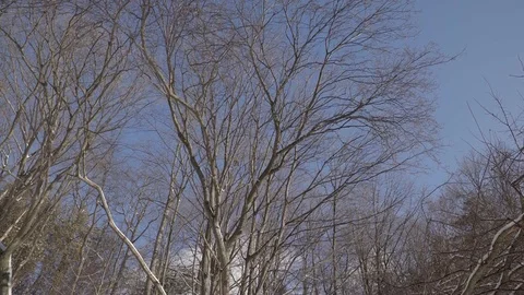 Low angle wide shot of tall trees in a park during winter. 4K UHD. Stock Footage 71001448