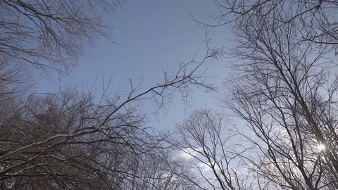Low angle wide shot of tall trees in a park during winter. 4K UHD. Stock Footage 71001911