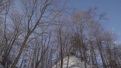 Low angle wide shot of tall trees in a park during winter. 4K UHD. Stock Footage 71002431