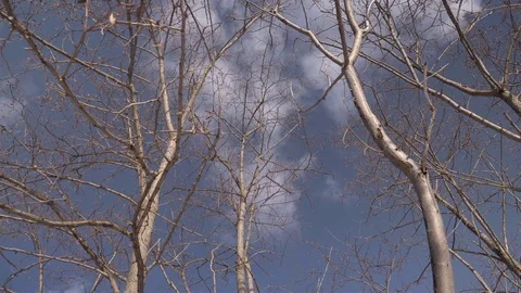 Low angle wide shot of tall trees in a park during winter. 4K UHD. Stock Footage 71003190
