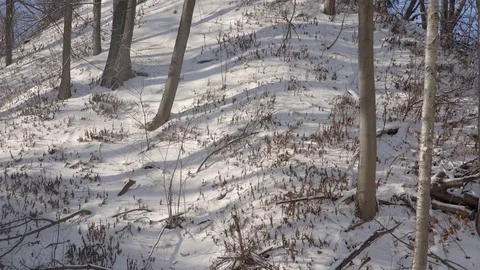 Low angle wide shot of tall trees in a park during winter. 4K UHD. Stock Footage 71004305